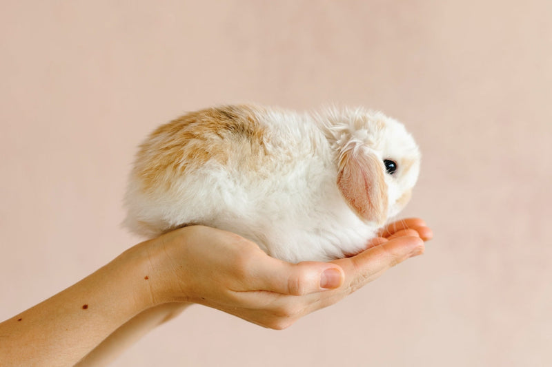 Cruelty-Free: What Does It Mean?