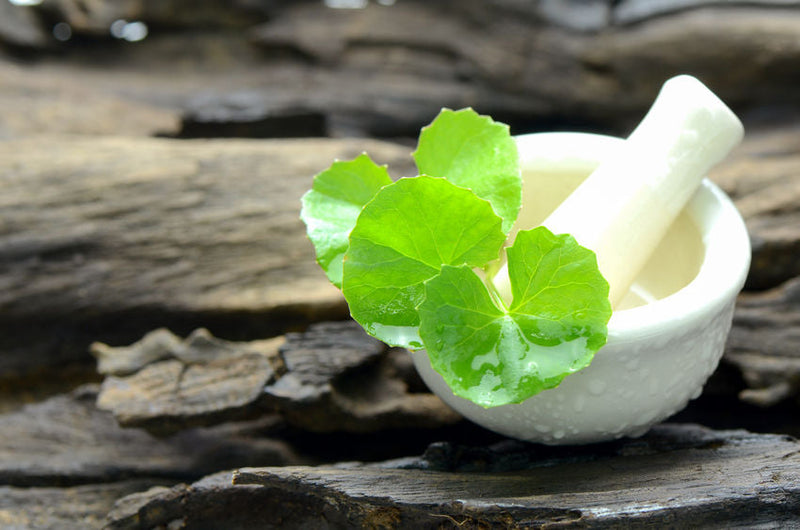 Gotu Kola: The Herb of Longevity