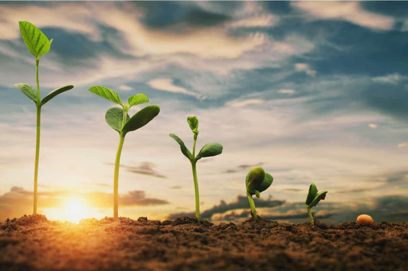 Plant Wisdom