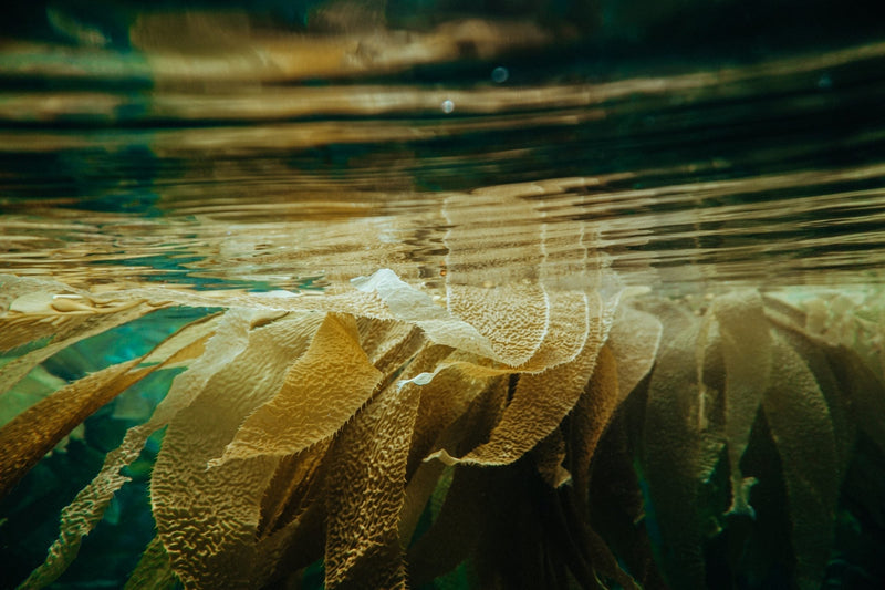 Sea Algae Skin Benefits