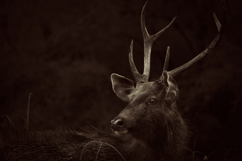 What’s Your Spirit Animal?