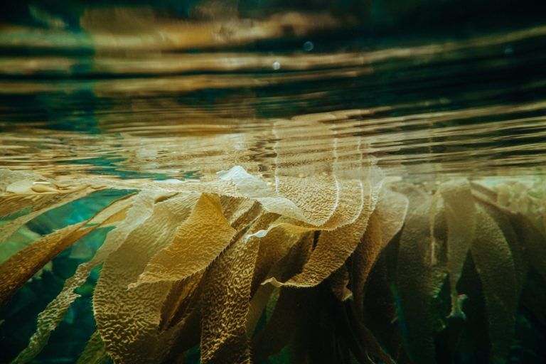 An underwater picture of alaria esculenta sea algae