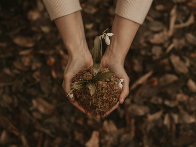 Hands holding dirt with a solitary flower
