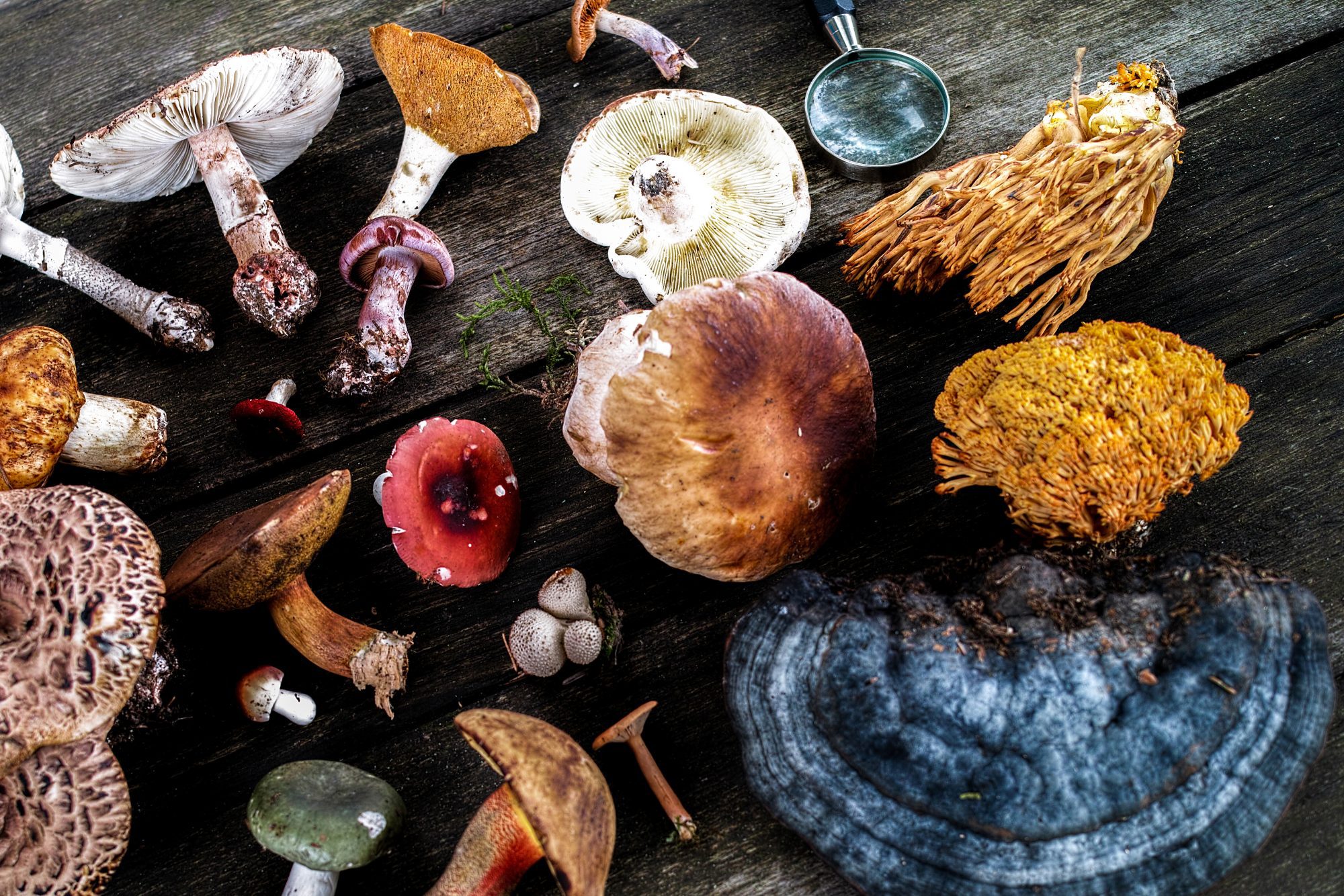 The Benefits of Medicinal Mushrooms in Skincare