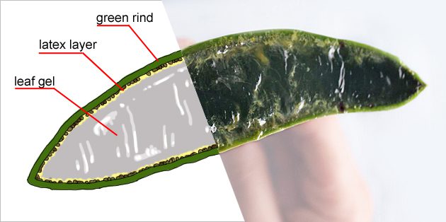 The three layers of an Aloe leaf